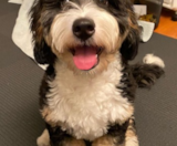 Mini Bernedoodle Puppies For Sale Lone Star Pups